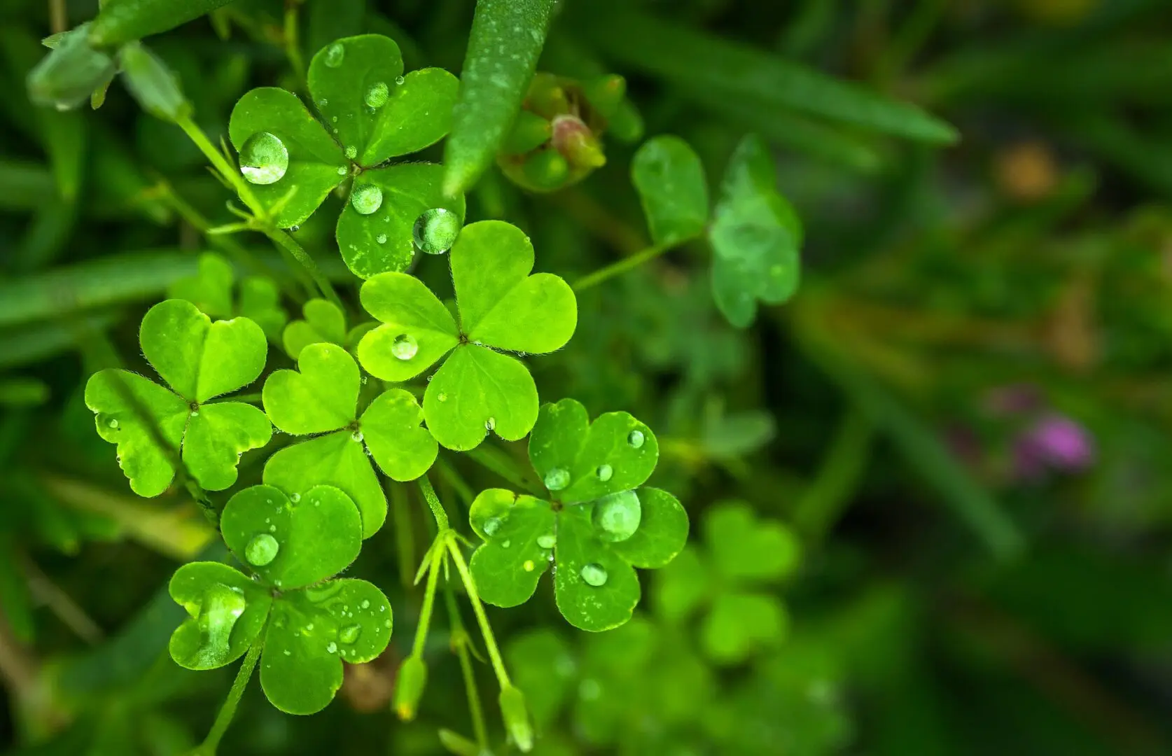 four leaf clover Plant Care: Water, Light, Nutrients