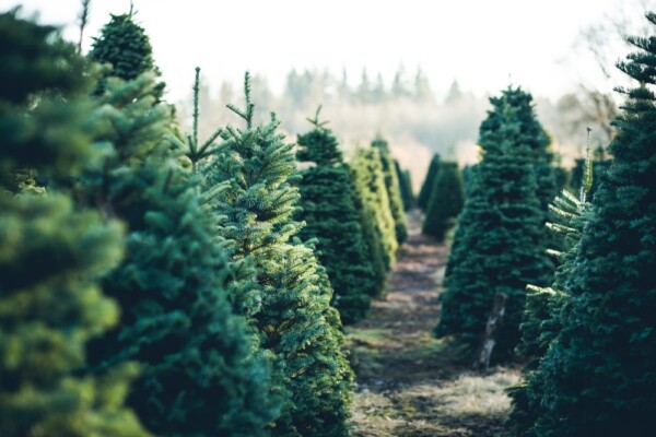 talking-gardening-with-doug-buying-a-christmas-tree-to-plant-the