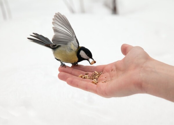 TALKING GARDENING with DOUG - Winter Bird Feeding