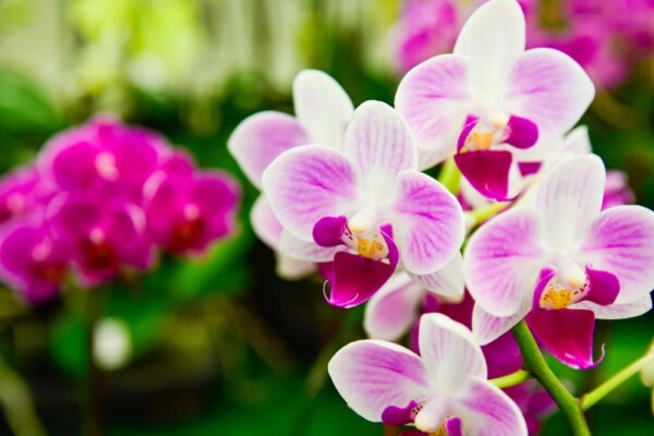 BONNIE'S GARDEN: Six Things You Never Knew About Orchids - The Great ...