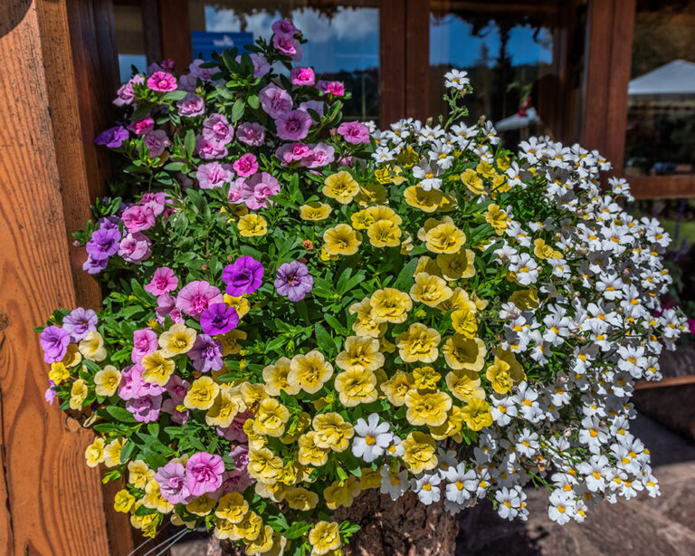 GARDEN TIME with DOUG Caring for Hanging Baskets