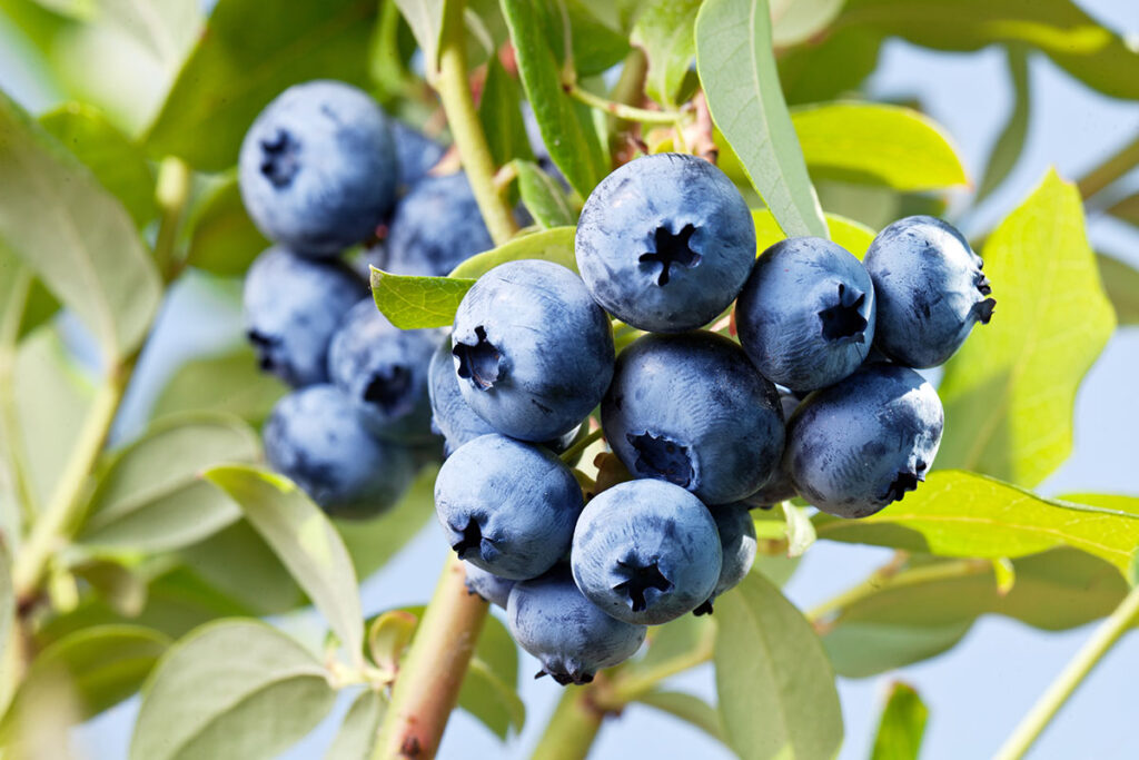 BONNIE'S GARDEN - July Is For Blueberries - The Great Big Greenhouse ...