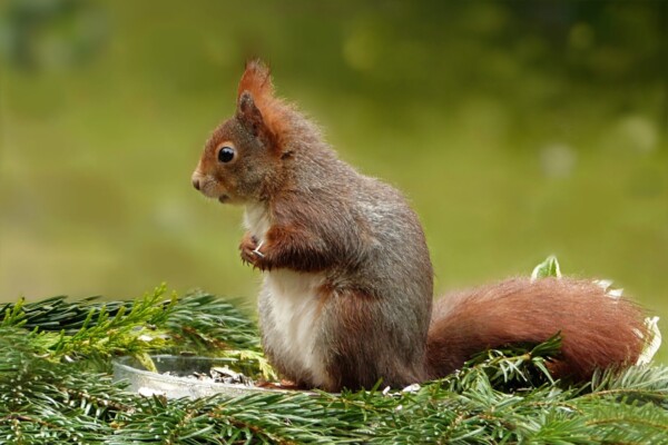 BONNIE'S GARDEN - Dealing with Squirrels - The Great Big Greenhouse ...