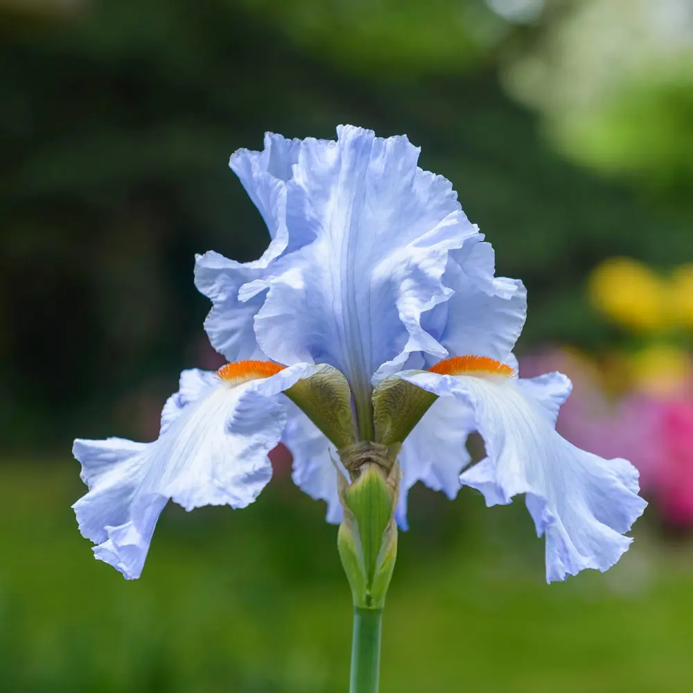 All About Bearded Iris