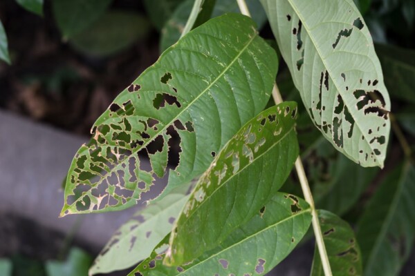 LET'S TALK GARDENING - With Warmer Weather Comes More Insect Damage