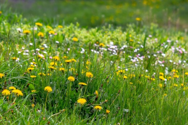 BONNIE'S GARDEN - Chemical Free Weeding - Great Big Greenhouse