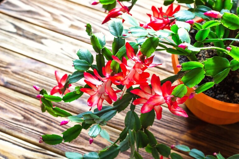 How To Grow Holiday Cactus - The Great Big Greenhouse Gardening Blog