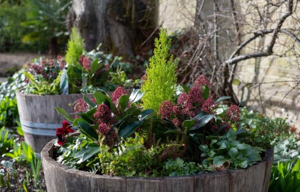 Caring For Your Container Gardens In The Winter The Great Big Greenhouse Gardening Blog