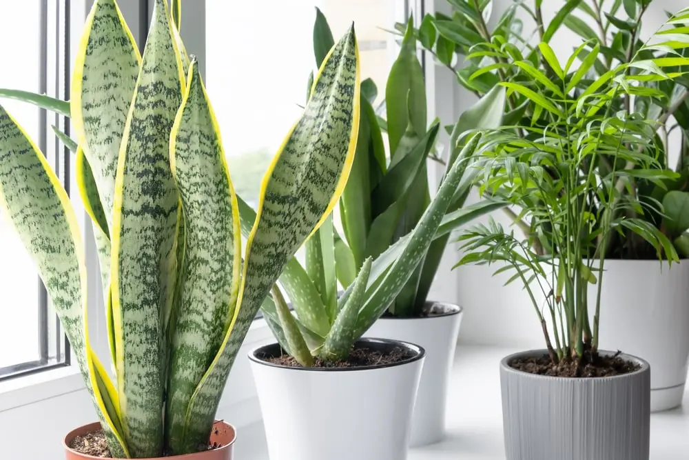 Houseplants Inside? Now What? - The Great Big Greenhouse Gardening Blog