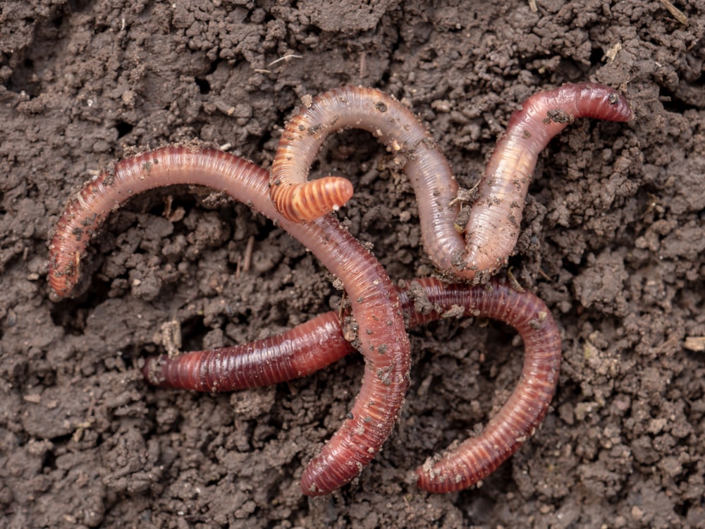 Earthworms - The Great Big Greenhouse Gardening Blog