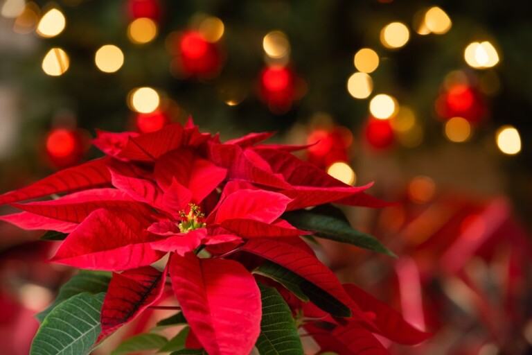 Caring for Your Poinsettia This Season - The Great Big Greenhouse ...