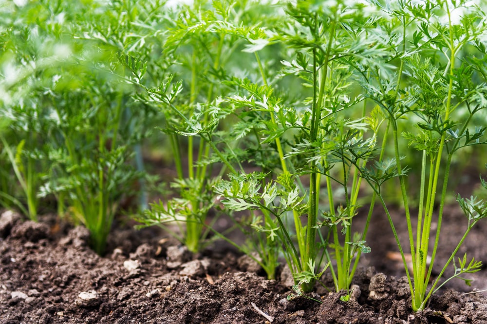 Carrot greens are edible plants that are wasted by home gardeners