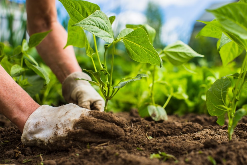 Learn everything about vegetable garden care