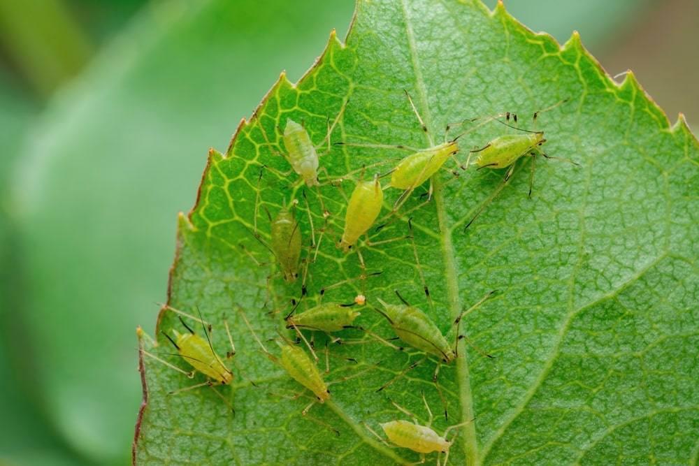 Aphids are just one of many common pests that can attack your indoor and outdoor plants