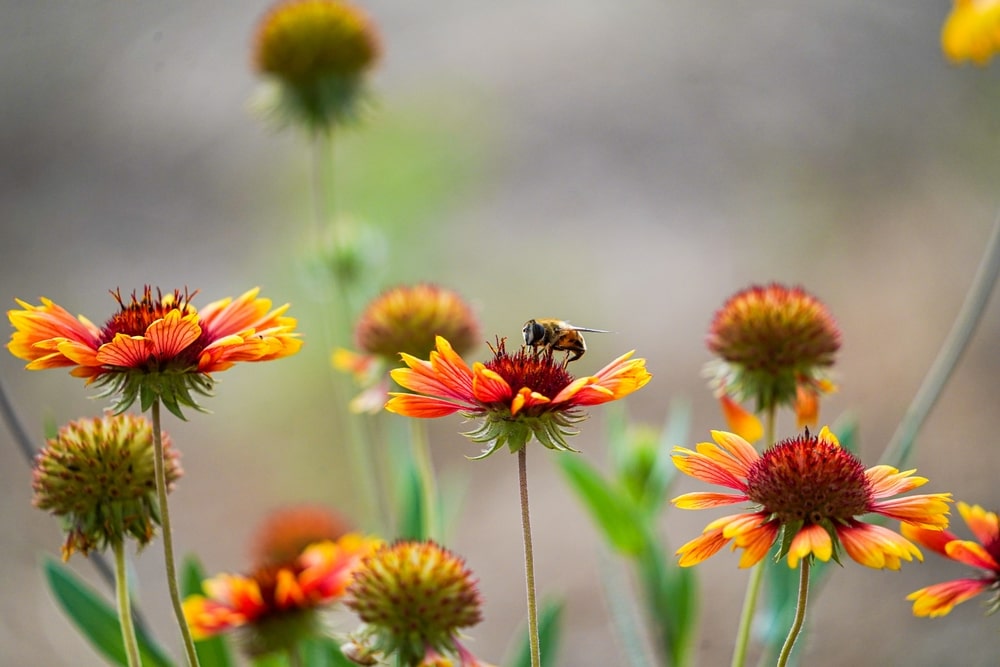 There are many reasons why pollinators matter in our gardens