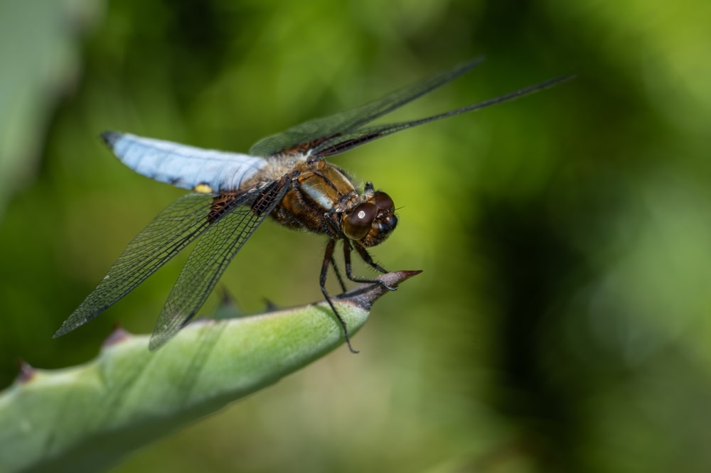 Dragonflies