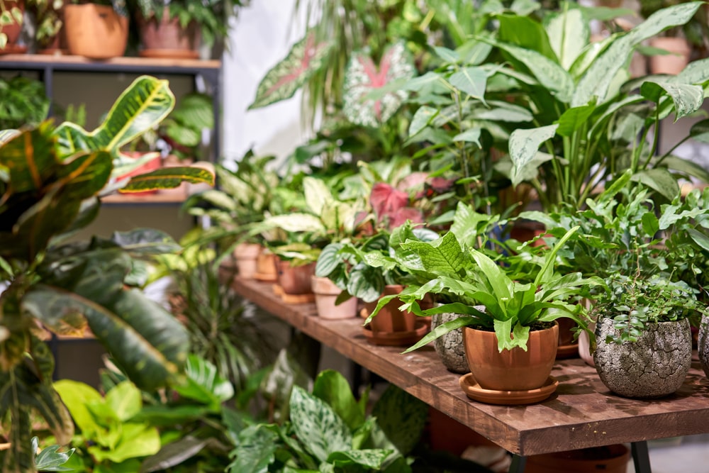 Now is the time to talk about summer indoor plant care