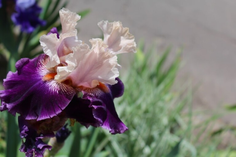 Dividing Bearded Iris - The Great Big Greenhouse Gardening Blog