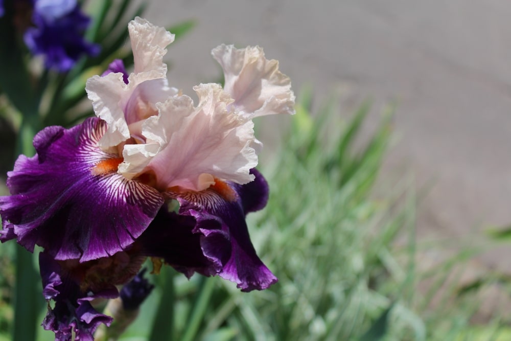 Now is the time to begin dividing bearded iris plants