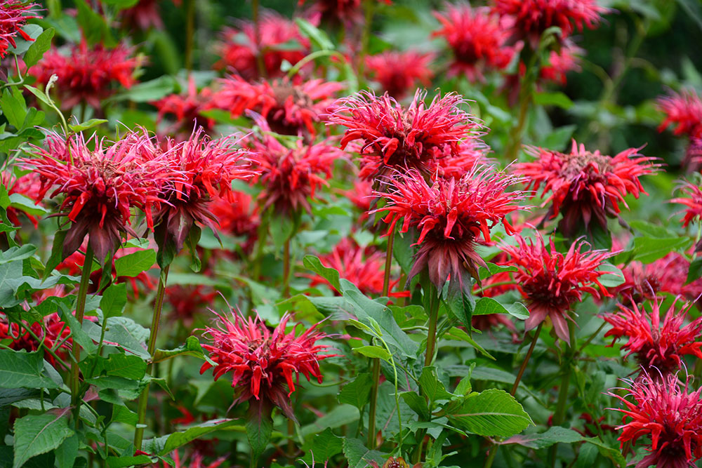 Beebalm