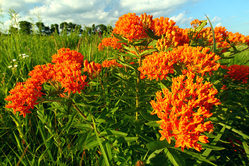 butterfly weed