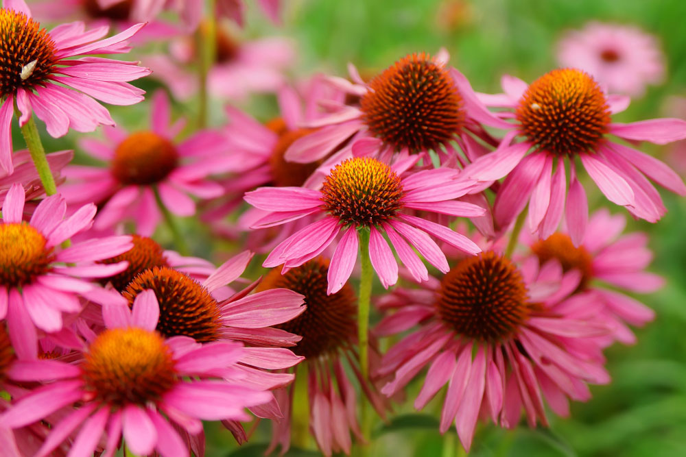 Coneflower