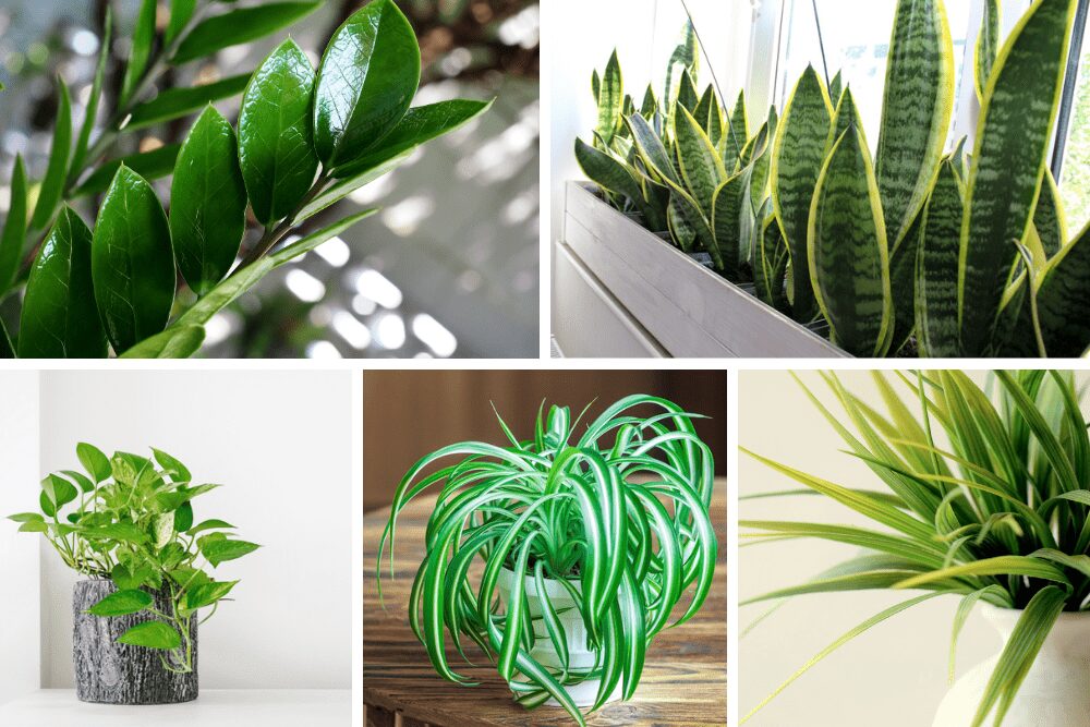 ZZ Plant, Snake Plant, Pothos, Spider Plant, and Dracaena are all low-maintenance houseplants