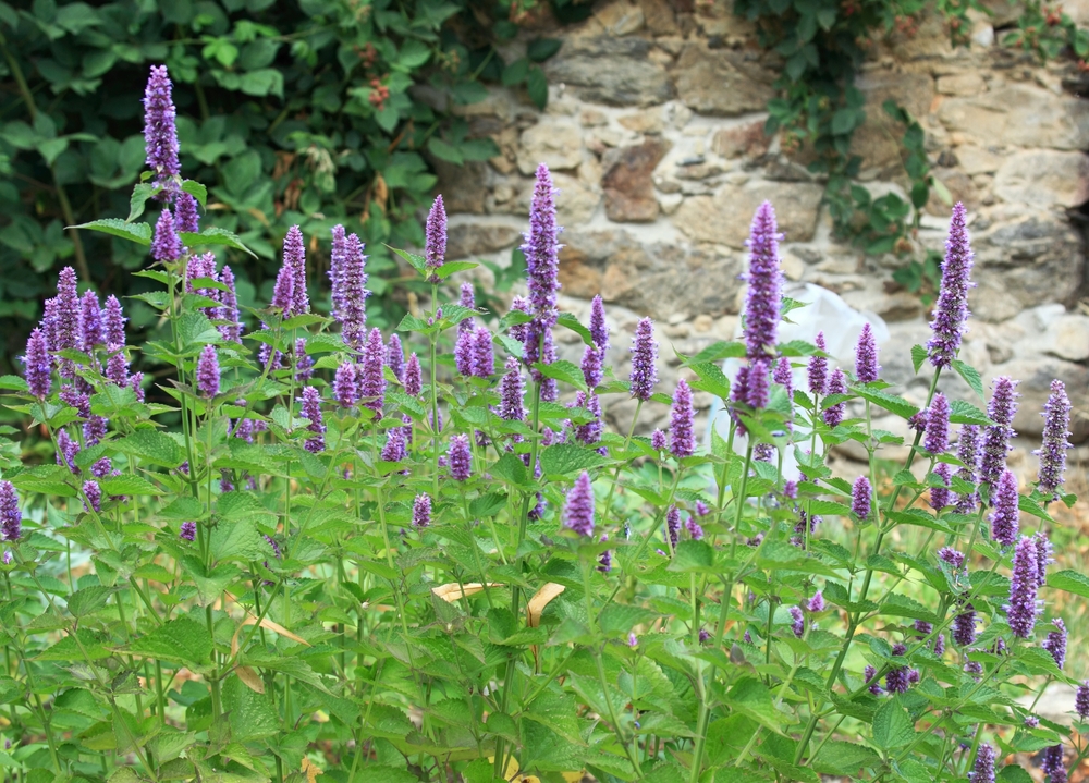 Agastache