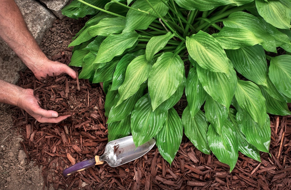 Around Labor Day is a great time to begin thinking about your fall mulching routine.