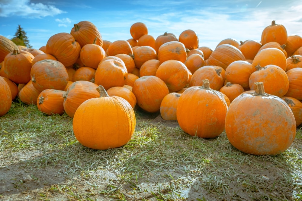 A batch of pumpkins stacked on the ground