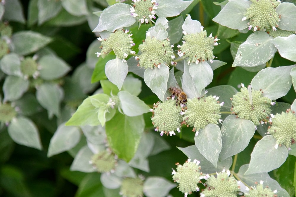 Honeybee on a blunt mountain mint bloom