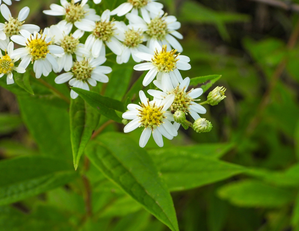 The white blooms of Parasol Whitetop Aster