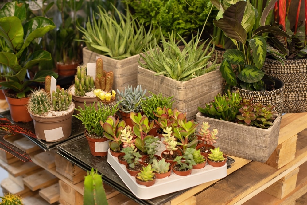 Now is the time to bring your houseplants inside