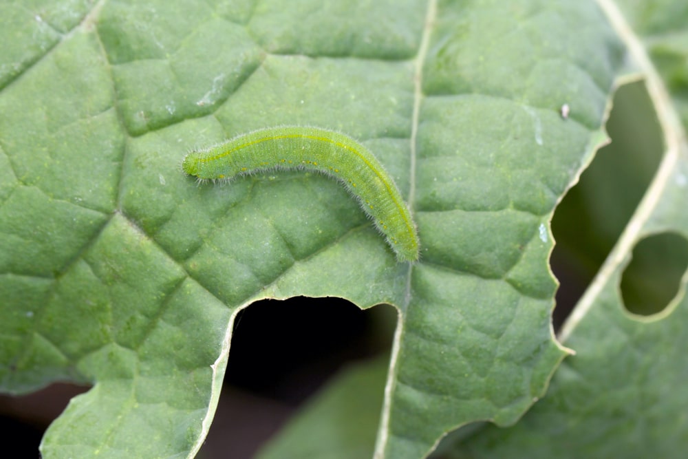 cabbage worms