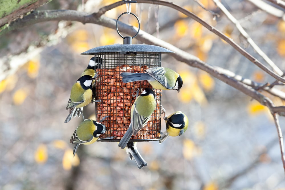 Now is the time for birding and feeding your feathered friends