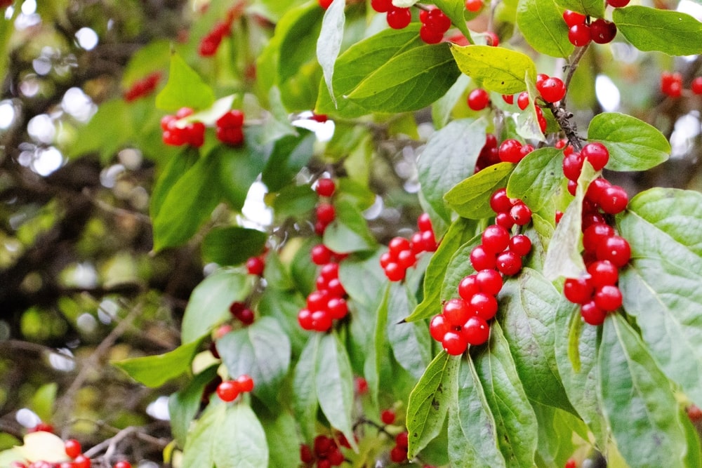 Winterberry holly