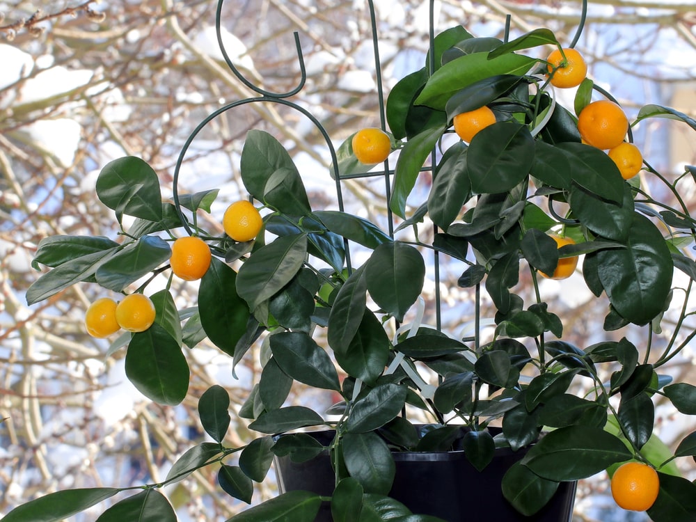 Caring for your citrus trees this winter