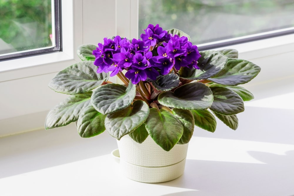 African violets are not really violets at all.