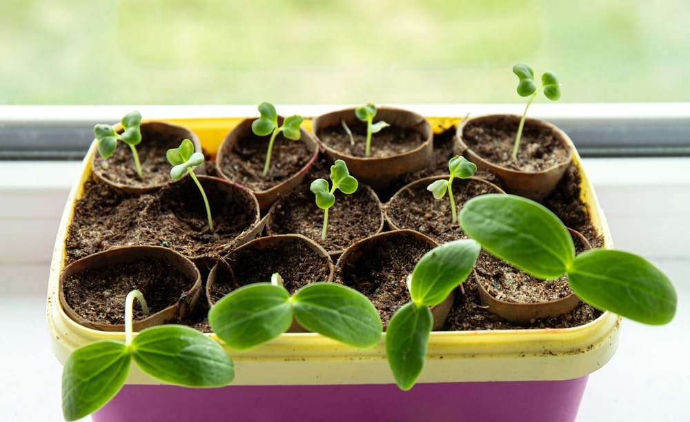 Start seeds indoors in February