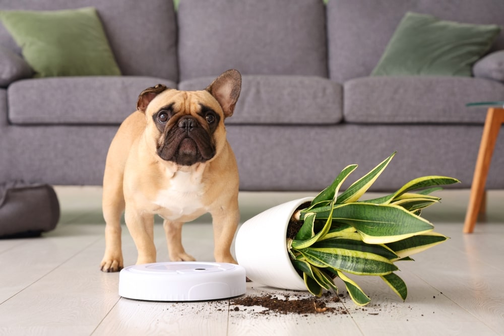 Know what are pet-safe houseplants