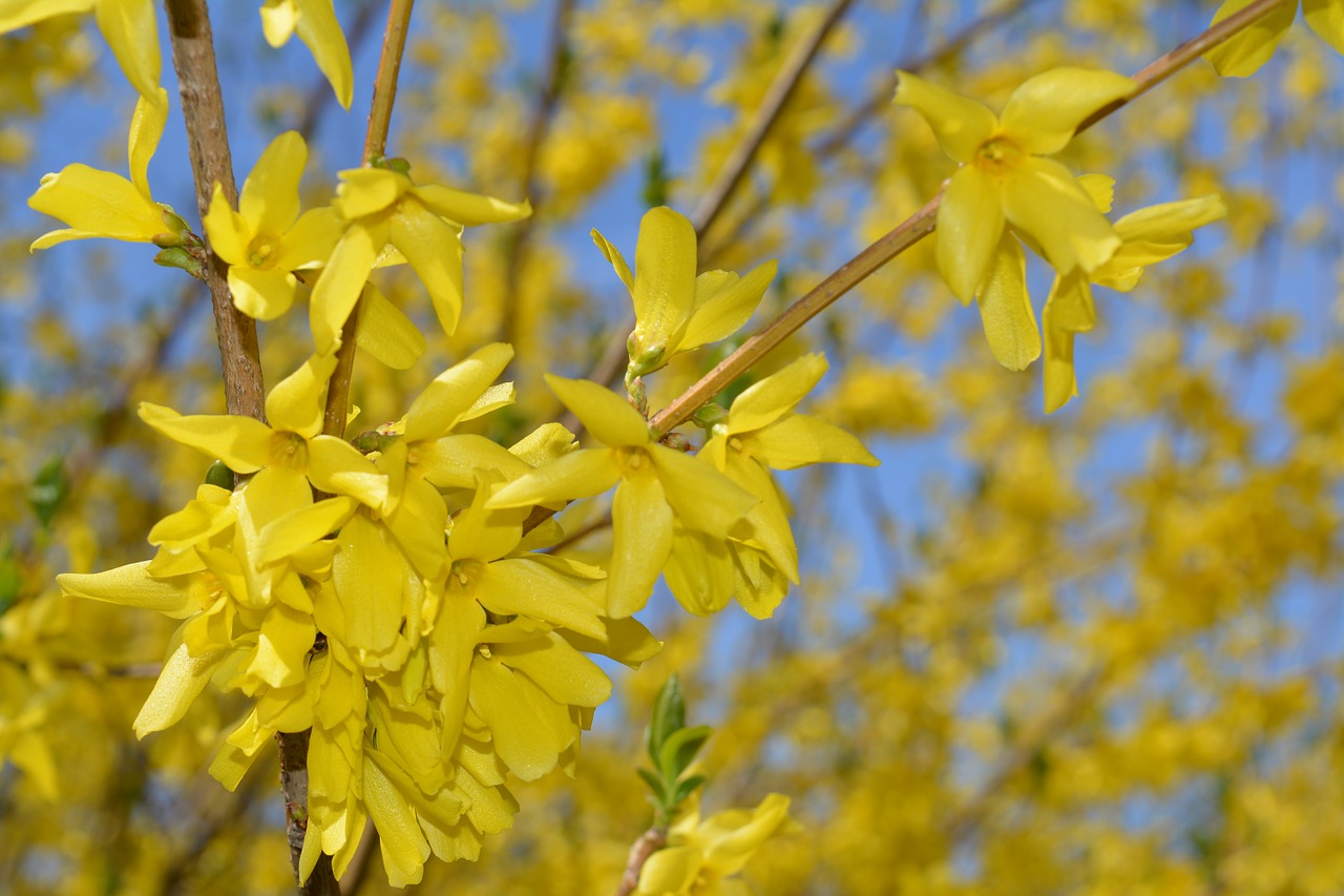 What is the link between crabgrass and forsythia?