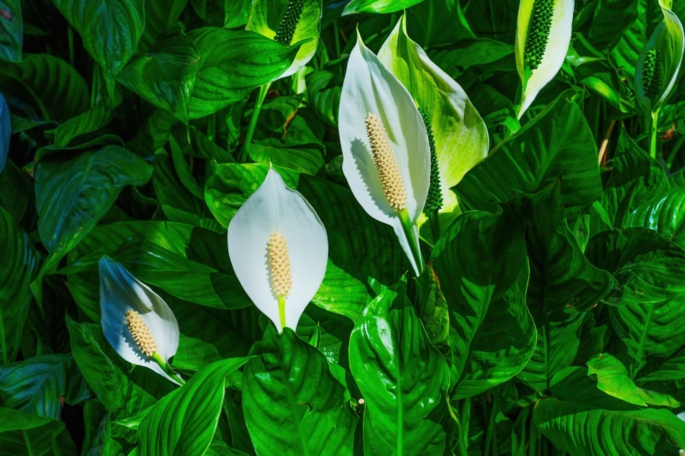 Peace lily in bloom