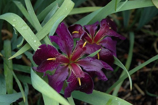 Black Gamecock Iris flowers