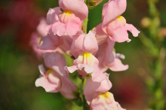 Rocket pink snapdragon flowers