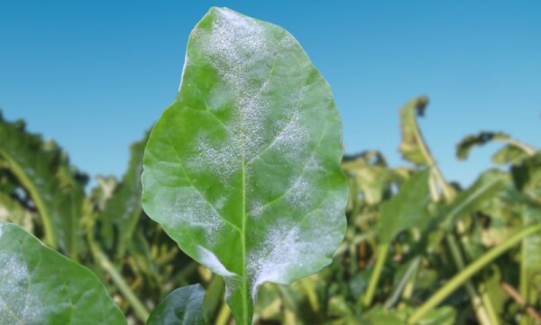 Powdery mildew on a leaf