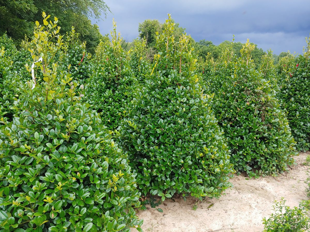 Hedge and Screening Plants - Meadows Farms Nurseries and Landscaping