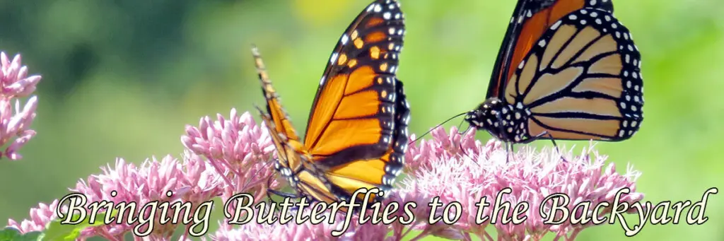 Learn about butterflies, bring them to your garden - AgriLife Today