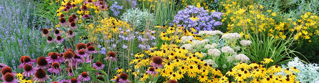 Planting Perennials In the Fall - Meadows Farms Nurseries and Landscaping