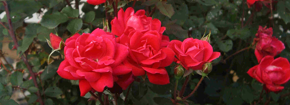 Traditional & Climbing Roses - Meadows Farms Nurseries and Landscaping