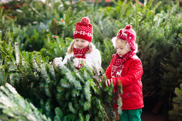 Two children admiring a cut Christmas tree